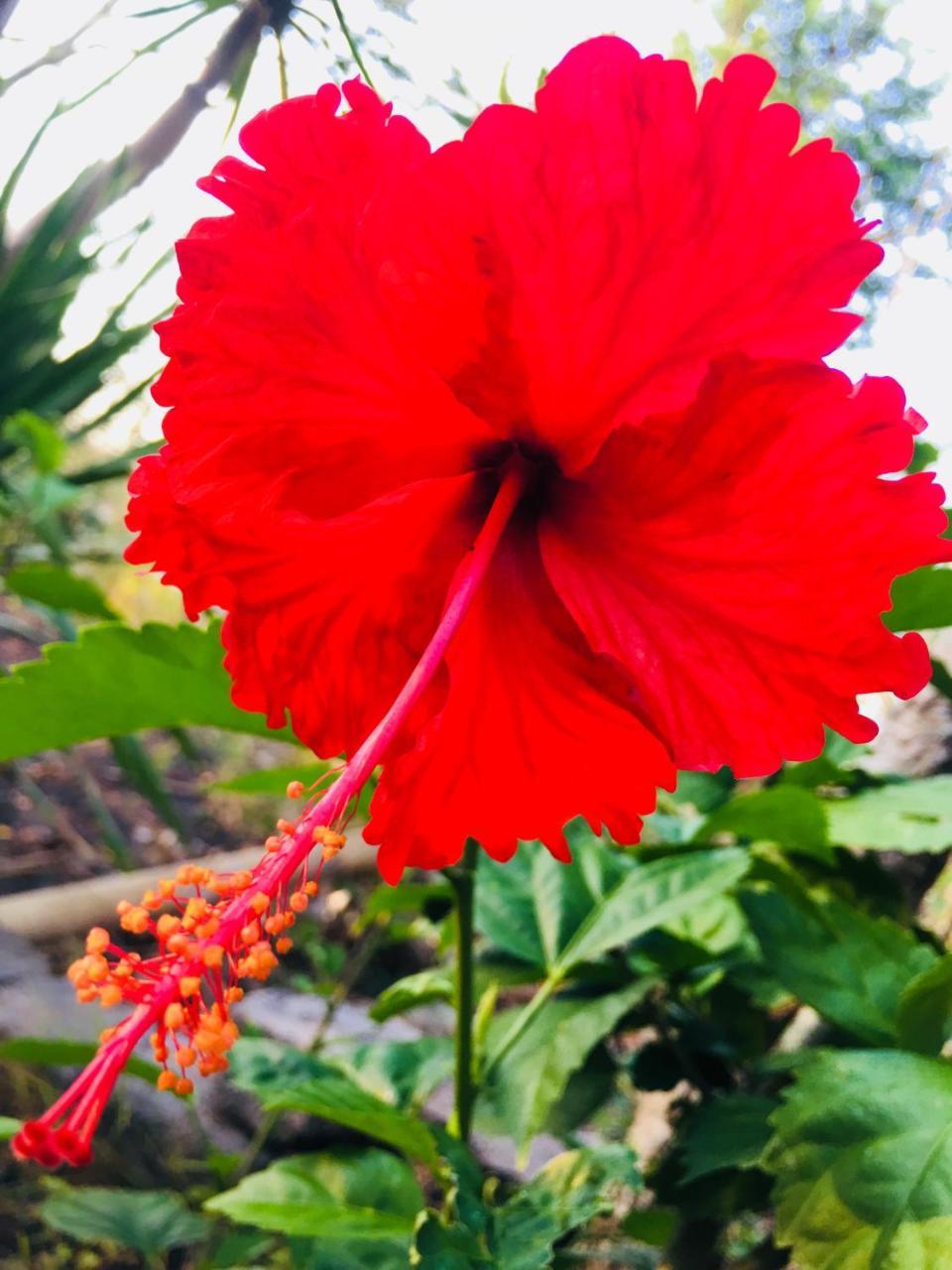 El Homestay Bali Nusa Dua  Eksteriør bilde