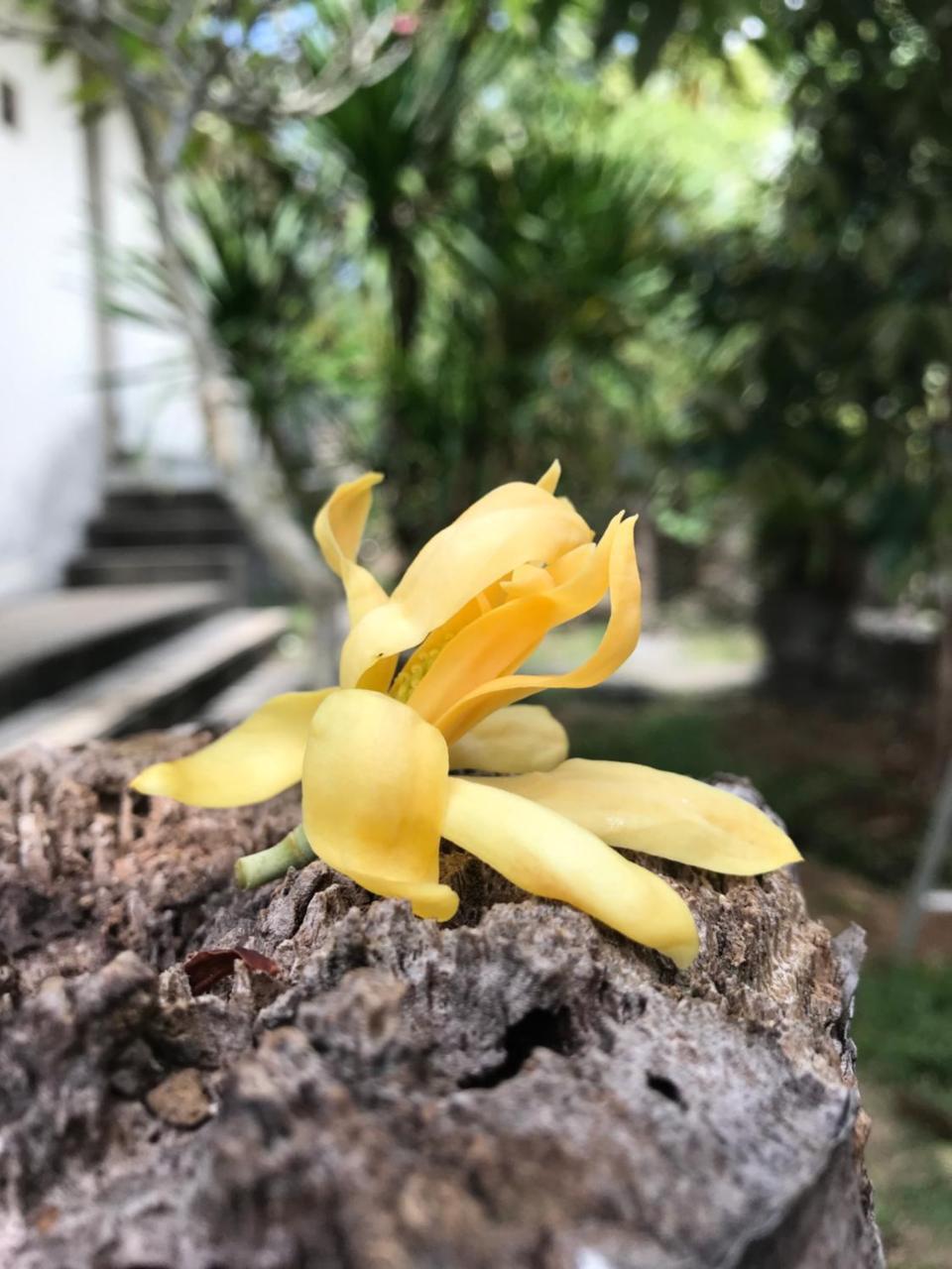 El Homestay Bali Nusa Dua  Eksteriør bilde